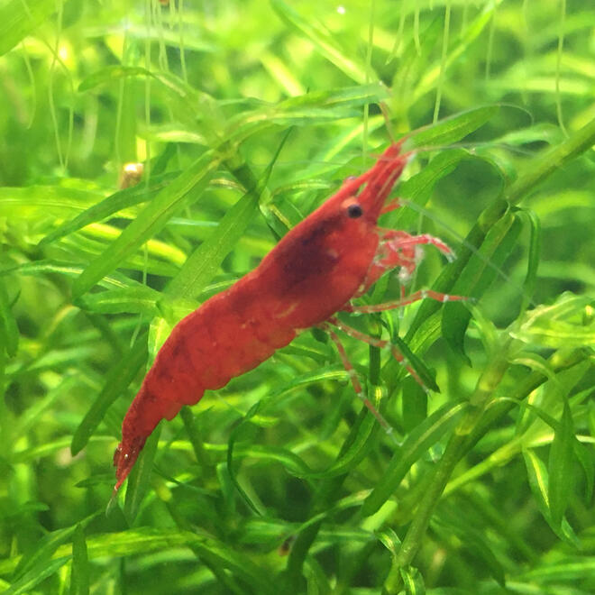 Rood Fish Aquatics